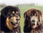 Mes dogues du Tibet ma passion